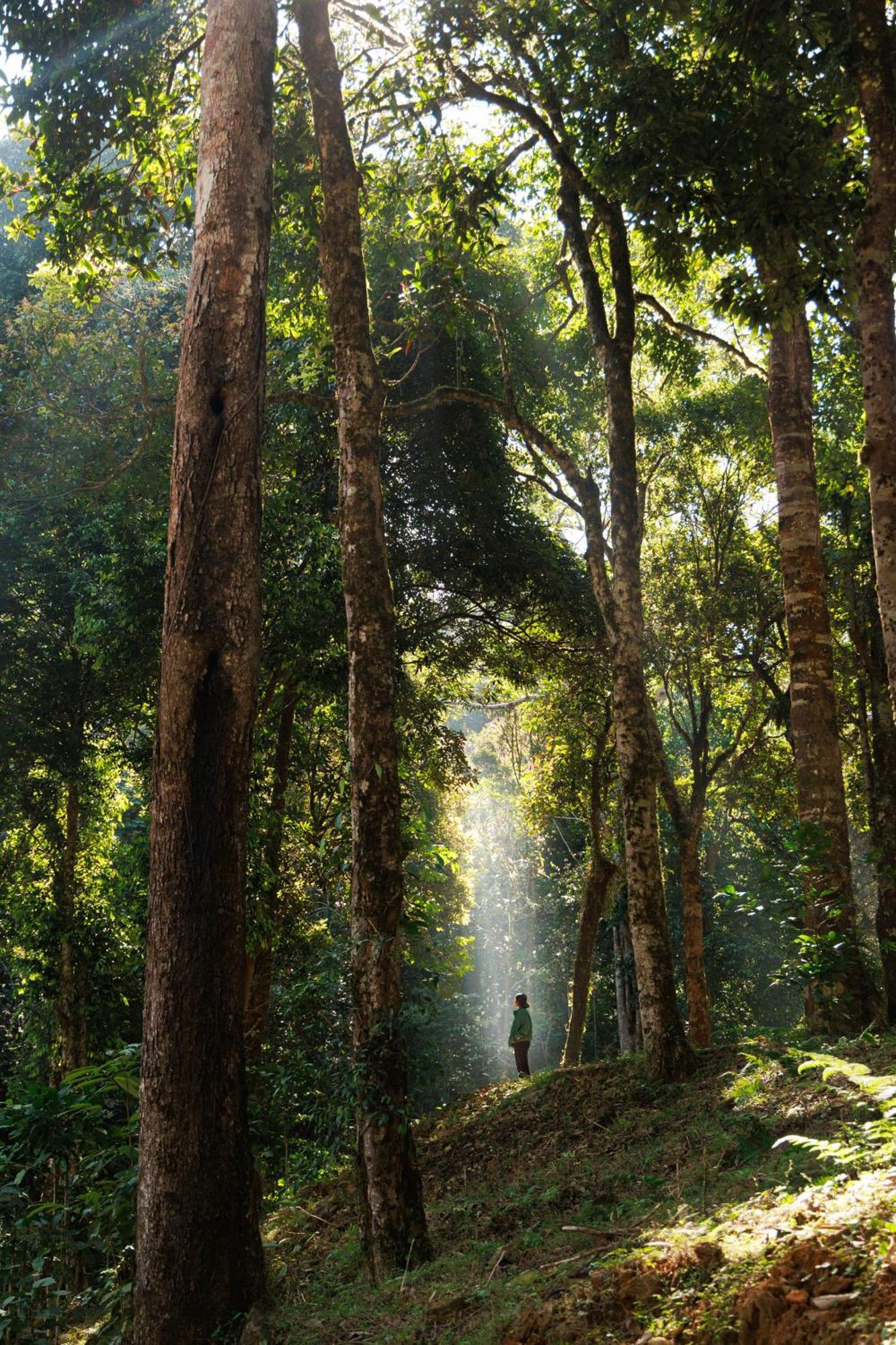 Jungle Park Resort By Greenescapes ビサーリー エクステリア 写真
